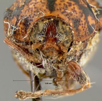 Media type: image; Entomology 20028   Aspect: head frontal view